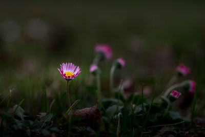 Close-up of pink daisy flowers on field