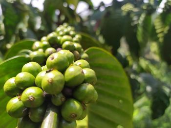Close-up of fruits growing on tree