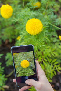 Hand holding yellow flowers and mobile phone