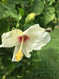 Close-up of white flower