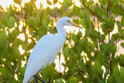 Close-up of bird perching on a plant