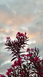 Low angle view of trees against cloudy sky