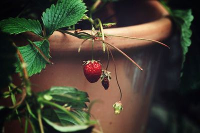 Close-up of berries growing on plant