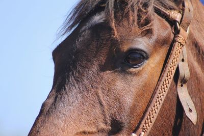 Close-up of horse