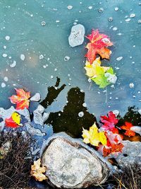 Leaves floating on water