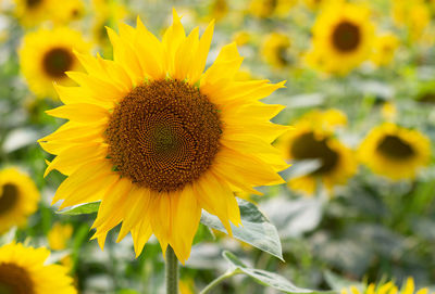 Beautiful sunflower plant on a blurred background, a summer natural background