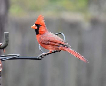 Close-up of cardinal perching on metal