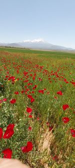 Red poppies on field against sky