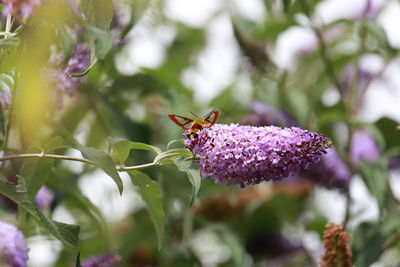 Close-up of butterfly on purple flowers