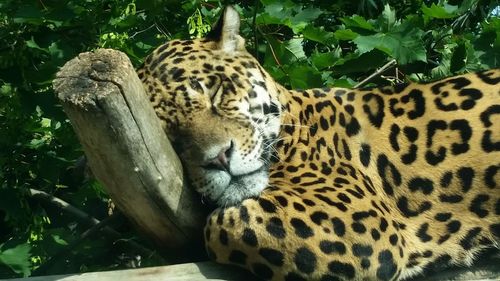 Cat resting on a tree