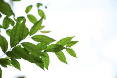 Low angle view of plant against white background