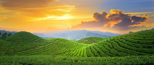 Tea plantation