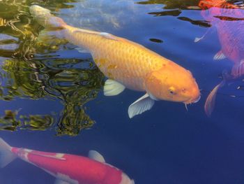 Close-up of koi fish in water