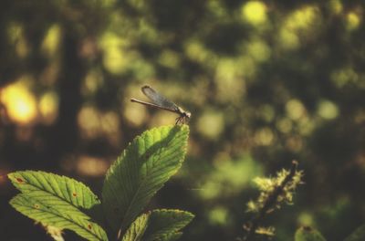 Close-up of butterfly perching on leaf