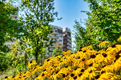 Yellow flowering plants by building against sky