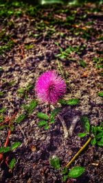 Close-up of purple flowers blooming in field