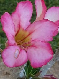 Close-up of pink rose