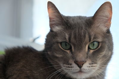 Close-up portrait of cat