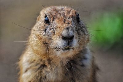 Prairiedog looking in camera