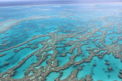 Great barrier life in australia