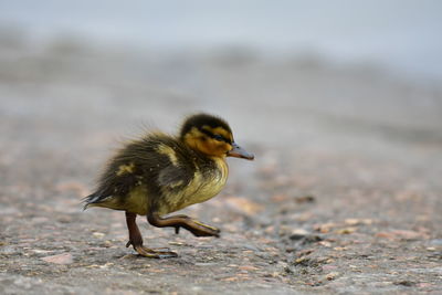 Close-up of bird perching on rock