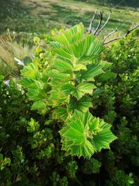 High angle view of plants growing on field