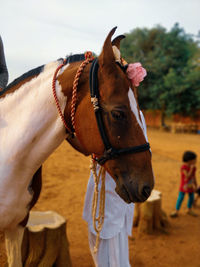 Close-up of a horse in ranch