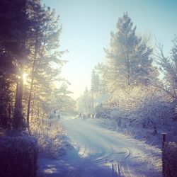 Road passing through forest
