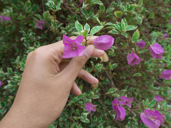 Cropped hand of woman holding purple flower outdoors