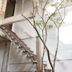 Low angle view of tree by building