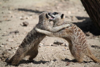 Close-up of meerkat embracing on land
