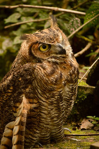 Close-up of owl