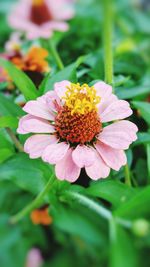 Close-up of flower blooming outdoors