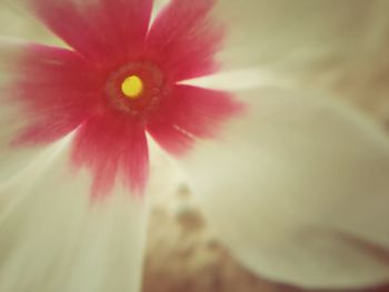 Close-up of red flower