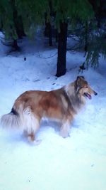 View of a dog on snow covered landscape