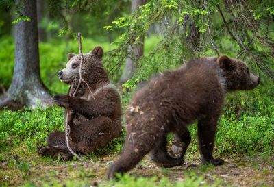 Monkeys in a forest