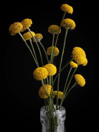 Close-up of yellow flowering plant in vase against black background