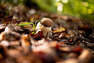 mushroom