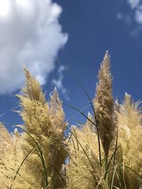 Low angle view of dry plants against sky