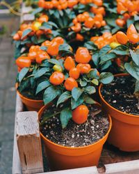 High angle view of potted plant