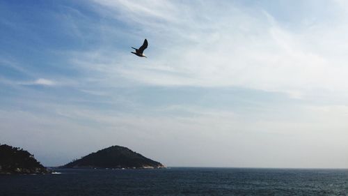 Bird flying over sea against sky