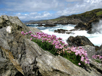 Wildflowers in bloom on rocks at river