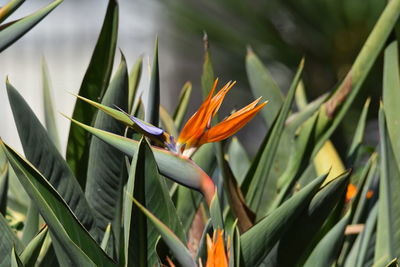 Close-up of yellow flowering plant