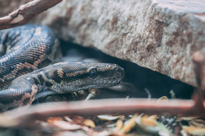 Close-up of lizard on tree