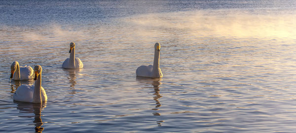 Several of white swans in the lake against volcanoes and blue sky in kamchatka