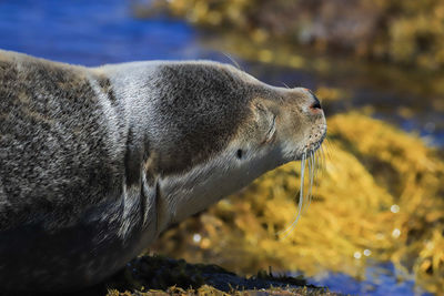 Close-up of young seal