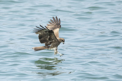 Bird flying over lake