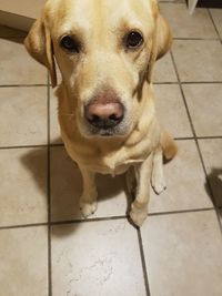 Close-up portrait of dog sitting on tiled floor