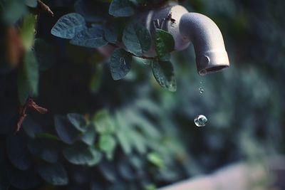 Close-up of raindrops on plant