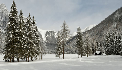 Trees on snow covered land against sky